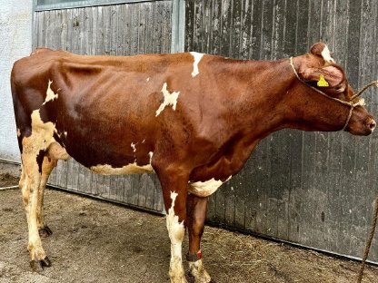 Bild 4:Holstein Kuh und RF Kalbinnen