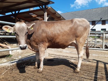 Jungkuh in Milch