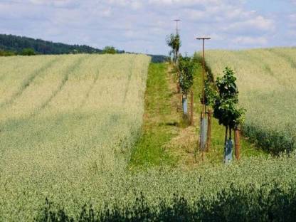 Umsetzung eines Agroforstsystems