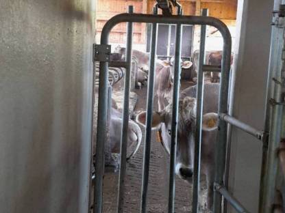 Bild 2:Doppel 3 Autotandem Melkstand System Happel