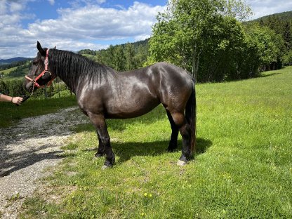 4-jährige Norikerstute