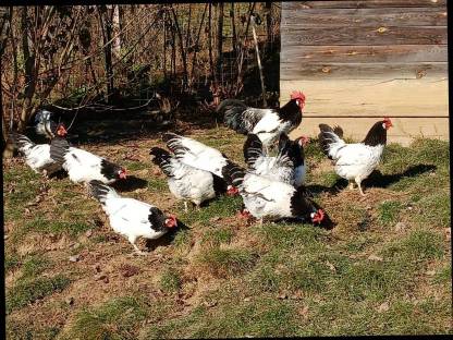 Bild 4:Bruteier Vorwerk, Lakenfelder, Araucana, Altsteirer