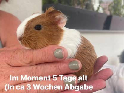 Meerschweinchen