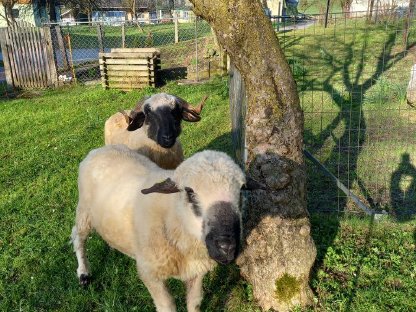 Walliser Pärchen