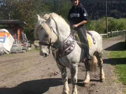 Percheron Hengst