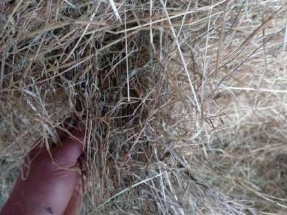 Bild 2:Heu in Rundballen