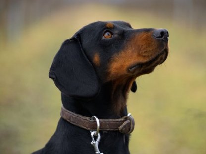 Bild 4:Slovensky Kopov Welpen