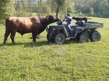 Suche Sprungstier