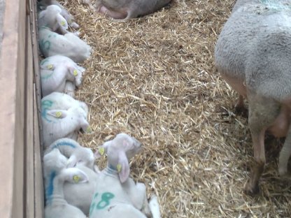 Bild 2:Lacaune Milchschaf Zucht - Herdebuch, BIO