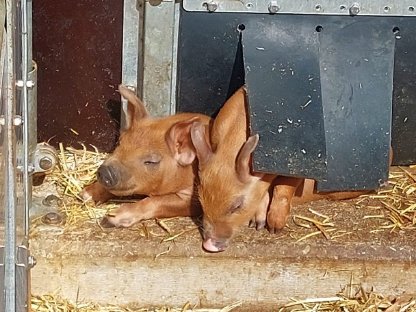 Duroc Ferkel