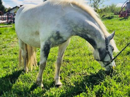 Kräftiger Ponywallach