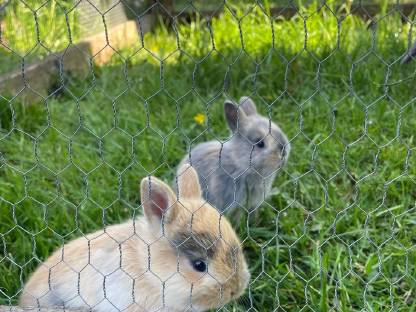 Bild 2:Zwergkaninchen