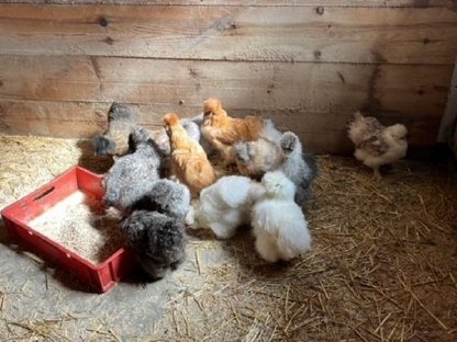 Bild 4:Rassehühner, Brahma, Araucana, Blumenhühner, Seidenhühner