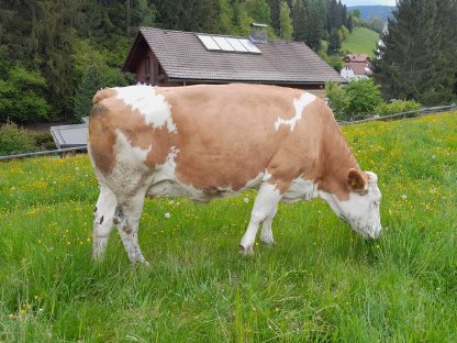 Hochwertiges Fleckvieh-Zuchtvieh zu verkaufen