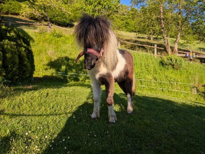 Bild 4:Shetty Stutfohlen