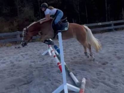 Bild 5:Haflingerstute 7-jährig