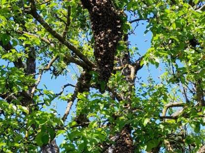 Bienenschwarm