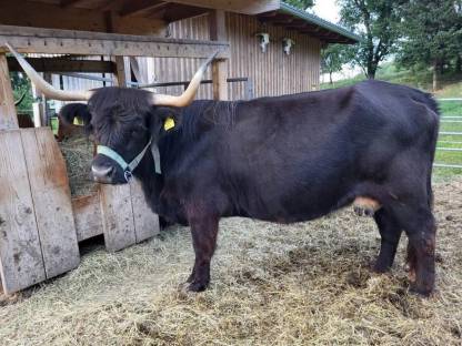 Hochlandrinder Kühe / tragend / mit oder ohne Kalb / Kalbin