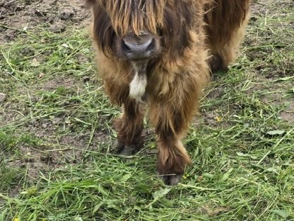 Hochlandrind Stier zu verkaufen