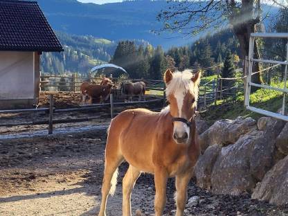 Haflinger Wallach