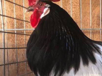 Bild 5:Lakenfelder Zuchtstamm