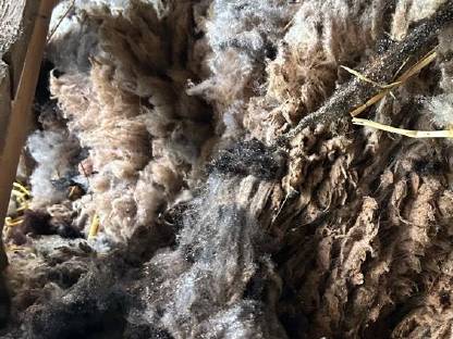 Bild 2:Schaf-Wolle