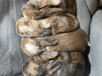 Bild 5:Zwergkaninchen