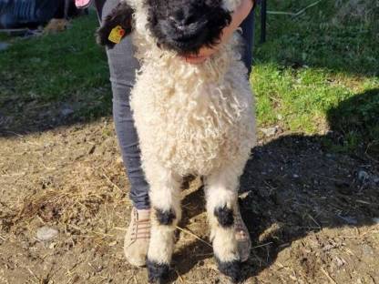 Schwarznasen Widder aus Hb Zucht