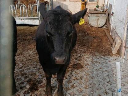 Aberdeen Angus