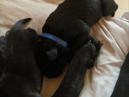 Labrador Retriever