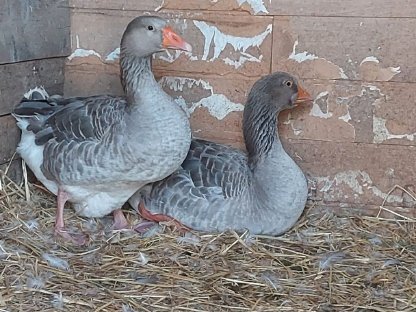 Verkaufe Gänsepaar