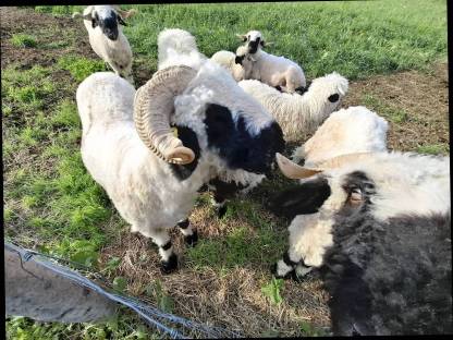 Bild 4:Waliser Schwarznasenschaf