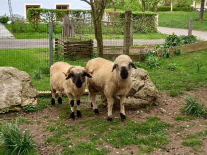 Walliser Schwarznasenschaf