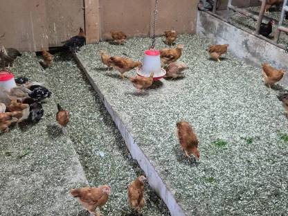 Bild 2:New Hampshire Jungtiere