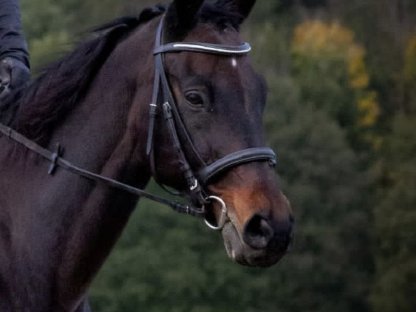 Slowenisches Warmblut