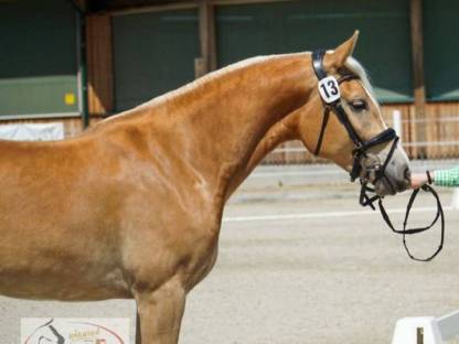 Haflinger-Stute