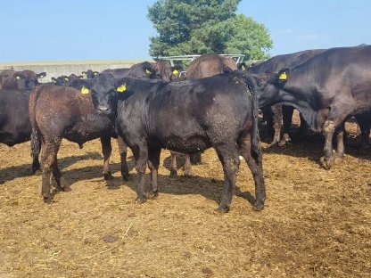 Bio Aberdeen Angus Ochsen zu verkaufen