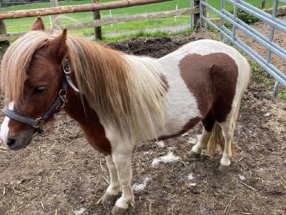 Shetland Pony Hengst