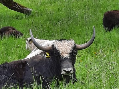Yak-Kälber