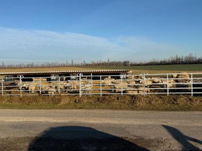 Bild 3:Altschafe und Lämmer