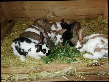 Verkaufe Kaninchen