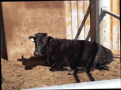 Bild 3:Dexter Kalbin