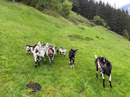 Bild 3:Suche Tauernschecken Ziegen