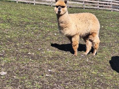 Bild 6:Alpaka Zuchtstuten, Hengste, Freizeittiere