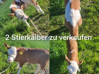 2 FV Stierkälber