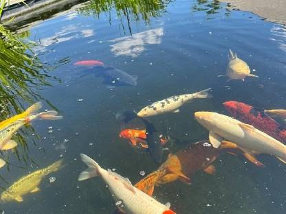 Koi