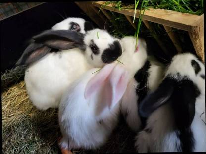 Bild 3:Fleischhasen geschlachtet und reinrassige deutsche Schecken