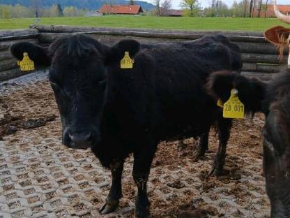 Bild 2:Aberdeen Angus
