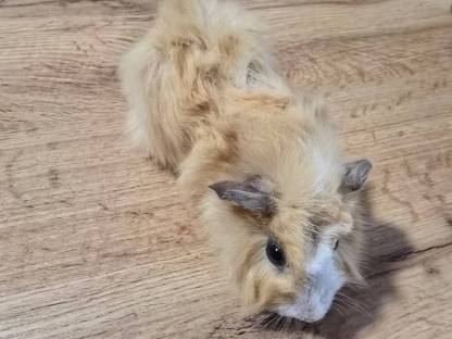 Meerschweinchen-Babys männlich
