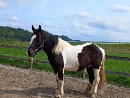 3-jähriger Noriker Wallach